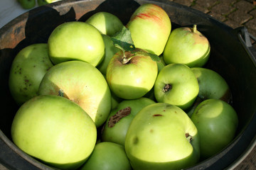 organic äpfel grüne lifestyle sommerlich gartenarbeit ernte lageräpfel eimer