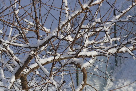 La prima neve