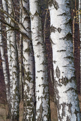 Naklejka premium White bark on trees in birch forest in autumn in Poland.