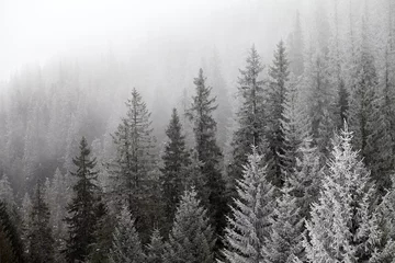 Foto op Aluminium Frozen winter forest in the fog © BSANI