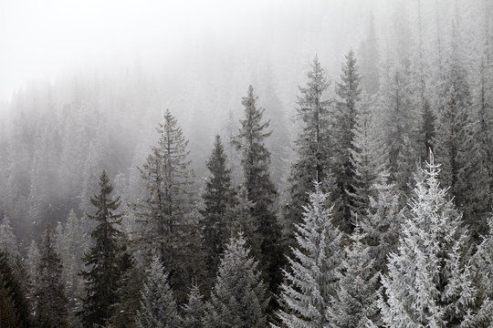 Fototapeta Frozen winter forest in the fog