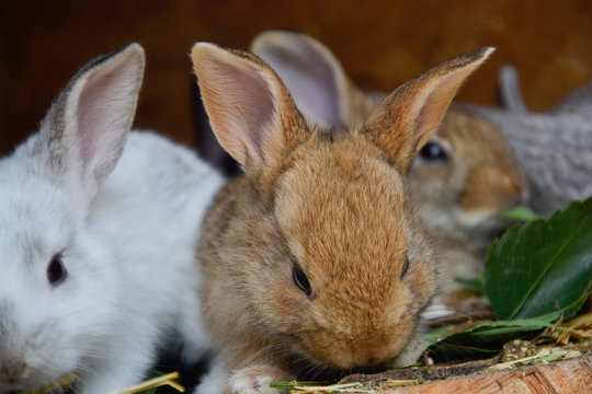 Group of small young rabbits in shed. Easter symbol, Slovak tradition