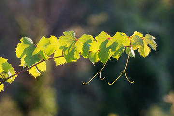 grape vine sprout backlit, illuminated by rays of sun on a summe