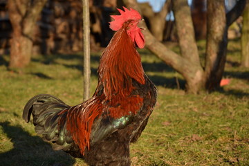 Rooster crows on the traditional rural farm yard