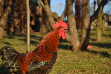Rooster crows on the traditional rural farm yard