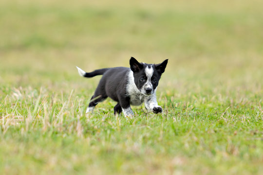 Border Collie pup running downhill