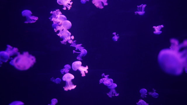 Group of beautiful purple jellyfish medusa natural background