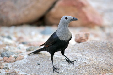 Socotra starling (Onychognathus frater)
