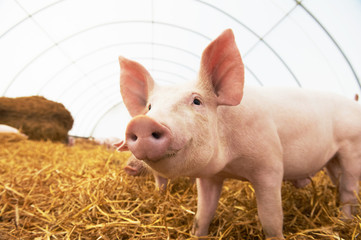 Young piglet at pig breeding farm © Kadmy