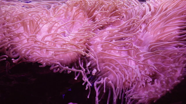 Sea anemone. Beautiful underwater abstract background footage