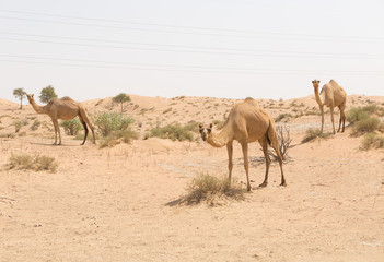 Fototapeta na wymiar wild camels in the hot dry middle eastern desert uae with blue sky