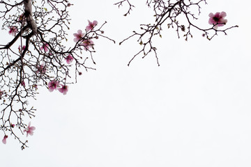 Japanese Magnolia Blossoms on White Background