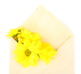 Yellow chrysanthemum in envelope, isolated on white