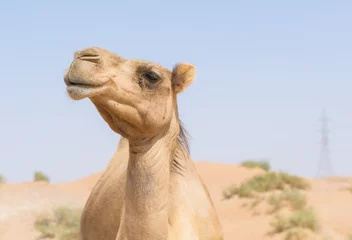 Photo sur Plexiglas Chameau wild camel in the hot dry middle eastern desert uae