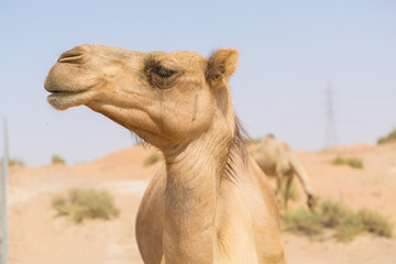 chameau sauvage dans le désert chaud et sec du moyen-orient Émirats Arabes Unis