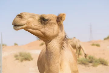 Zelfklevend Fotobehang Kameel wild camel in the hot dry middle eastern desert uae