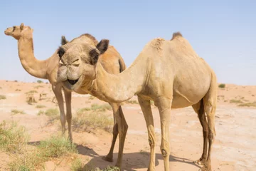Papier Peint photo autocollant Chameau chameaux sauvages dans le désert chaud et sec du moyen-orient aux EAU avec ciel bleu