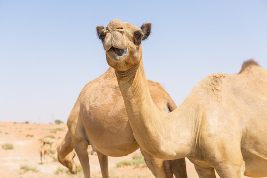 wild camels in the hot dry middle eastern desert uae with blue sky