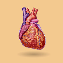 Human heart vector - 97158020