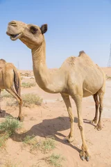Afwasbaar Fotobehang Kameel wilde kameel in de hete droge woestijn in het Midden-Oosten