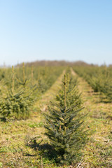 Nursery garden Christmas trees