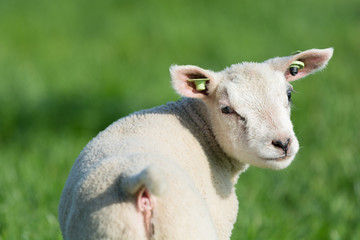 Lamb in spring