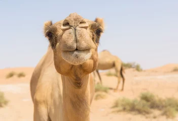 Foto op Plexiglas Kameel wilde kameel in de hete droge woestijn in het Midden-Oosten