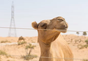 Poster de jardin Chameau chameau sauvage dans le désert chaud et sec du moyen-orient Émirats Arabes Unis