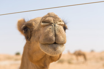 wild camel in the hot dry middle eastern desert uae