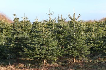 Nordmann fir plantation in Denmark 