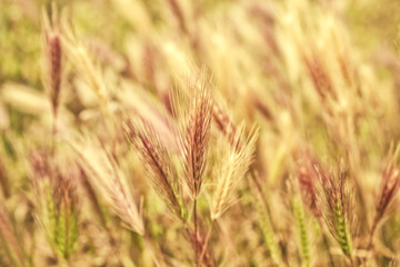 Ears young wheat