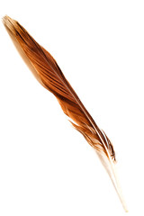 One eagle feather isolated