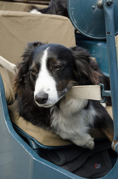 border collie relaxing in a car