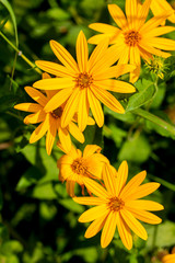 Tree marigold, Mexican tournesol, Mexican sunflower, Japanese su
