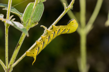 Death's-head Hawkmoth