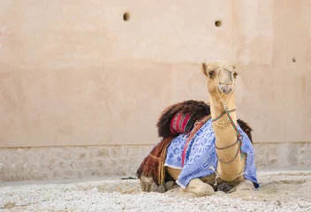 Crédence de cuisine en verre imprimé Chameau Arabic Camel keeping cool in the shade chewing food