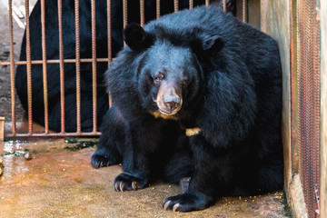 Asiatic Black Bear, Tibetan black bear, Ursus thibetanus