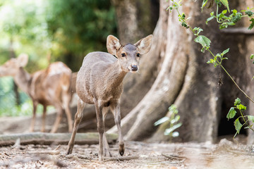 sambar deer