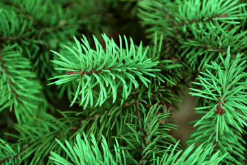 Pine tree background