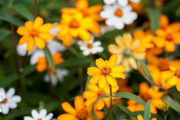 narrow leaf zinnia flowers