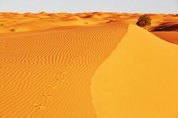 Sand dunes in the Sahara Desert