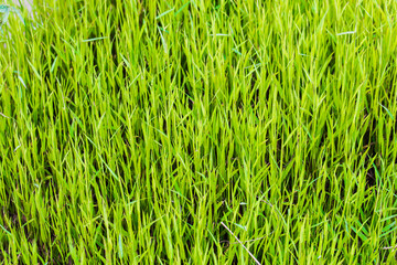 grass top view