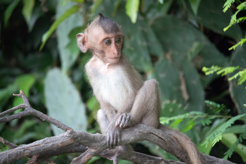 Fototapeta premium 可愛いサル