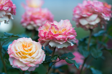 yellow-pink roses, shallow focus