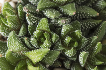 Haworthia Reinwardtii - Overhead
