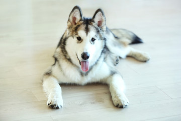 Malamute puppy on light floor background