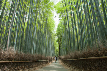 Bamboo forest path, Kyoto, Japan