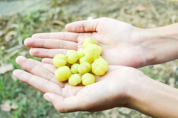 fresh star gooseberry on man hand