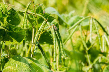 The Mung bean crop in field
