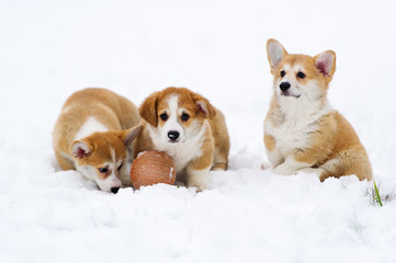 Three puppies of breed  Welsh Corgi play in snow